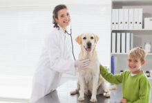 vet checking dog