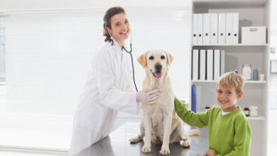 vet checking dog