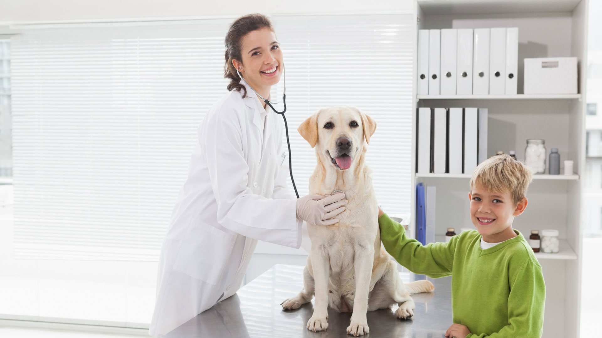vet checking dog