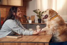 getting to know pets