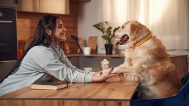 getting to know pets