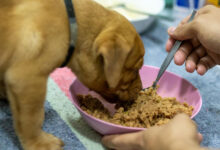pet eating nutritious food