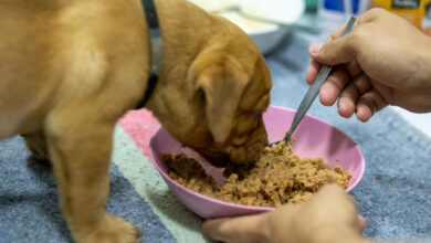 pet eating nutritious food
