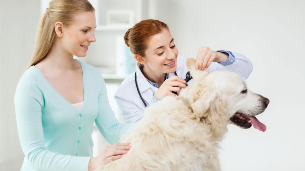 vet examining dog