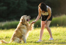 woman training dog pet