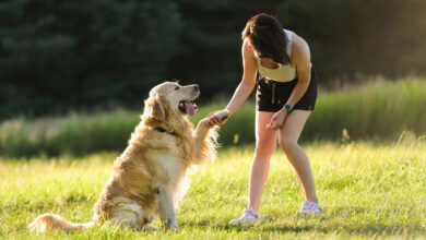 woman training dog pet
