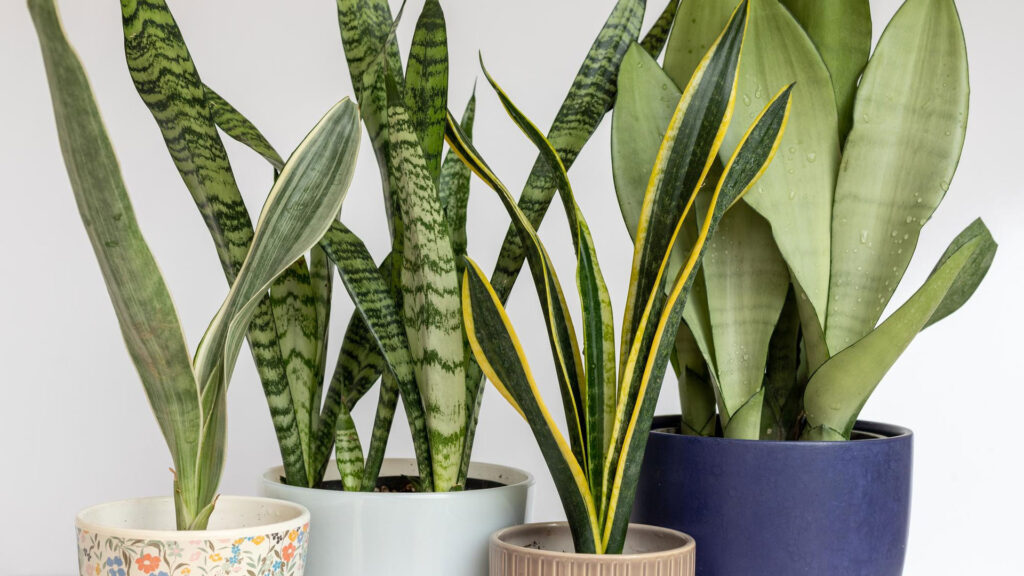 snake plant